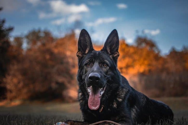 A Czech German Shepherd smiling and resting on the grass