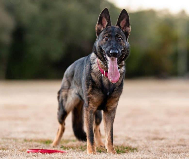 A Czech GSD working dog smiling