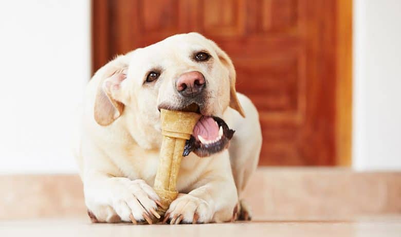 Labrador Retriever chewing a bone treat