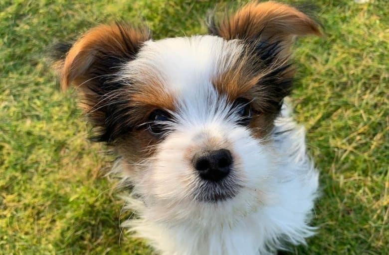 a fluffy Parti Yorkie sitting on the grass