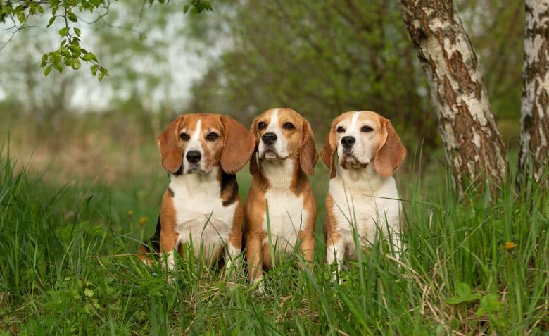 Three Beagle dogs sitting in the nature
