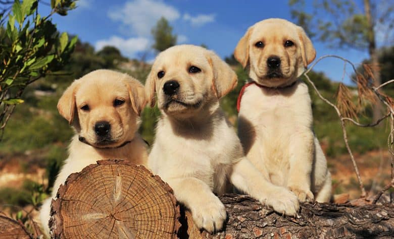 Three Yellow Labrador Retriever puppies