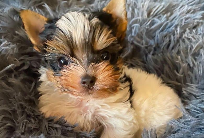 A Parti Yorkie puppy comfortably laying on a fluffy cushion