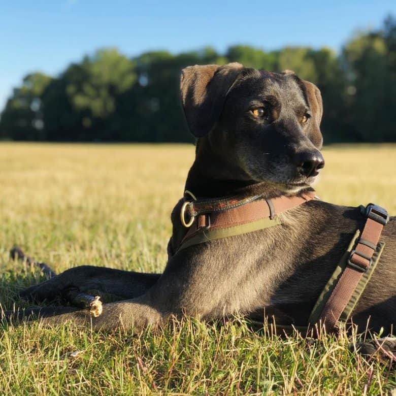 An Alaskan Weimsky in the field