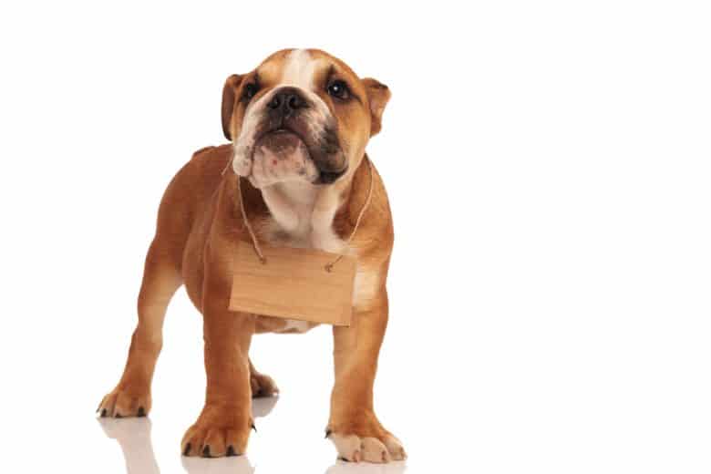 A Bully puppy wearing a wooden plate