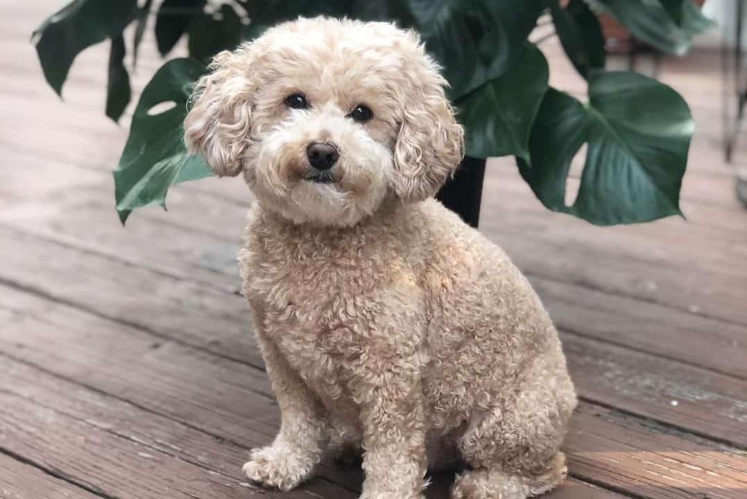 a charismatic Toy Poodle sitting on a wooden floor