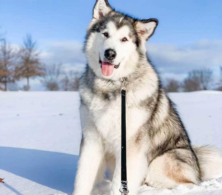 Grey and white Alaskan Malamute dog sitting on snow field