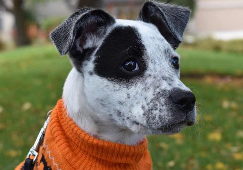 Portrait of Boxer Blue Heeler mix dog wearing orange outfit