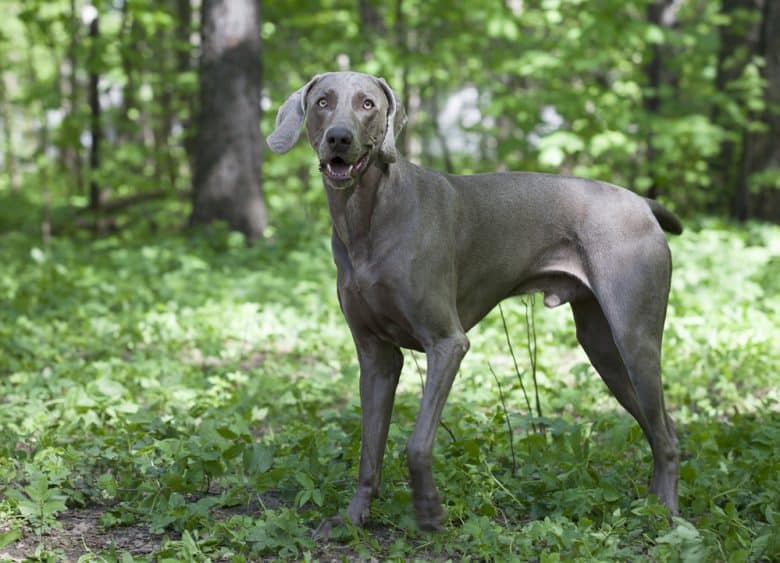 A Shorthaired Weimaraner standing in the forest