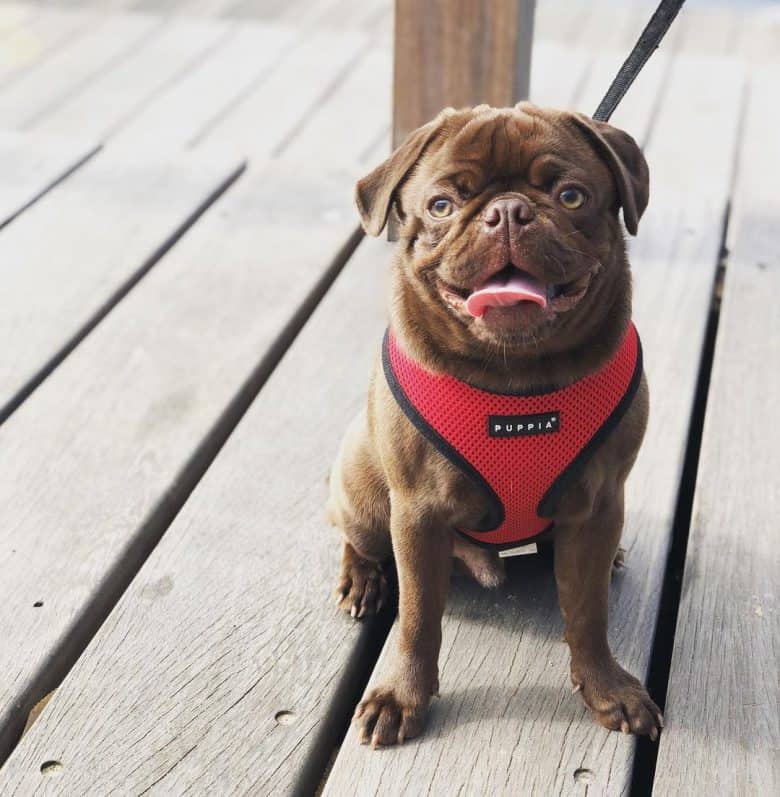 Adorable chocolate Pug sitting on wooden floor wearing red harness