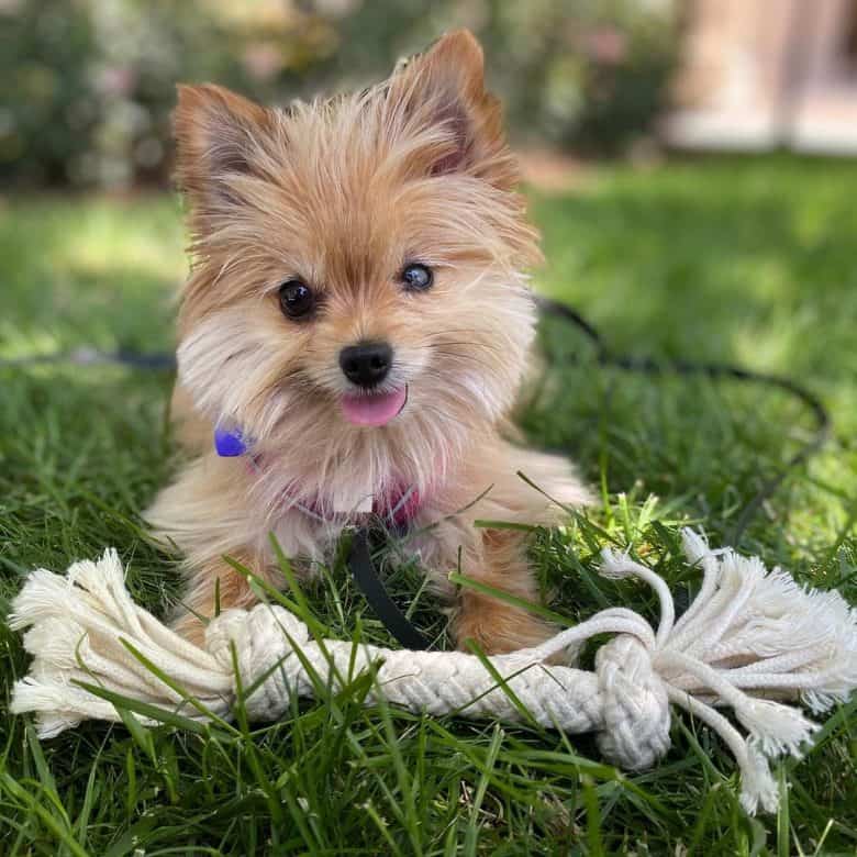 A tiny Yoranian with white dog toy on grass