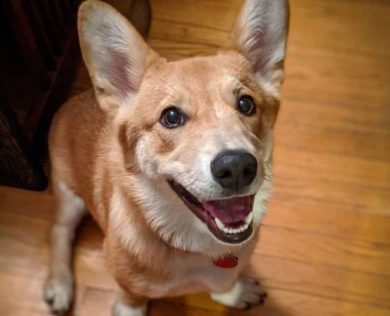 Welsh Corgi Shiba Inu mix dog excited for a treat