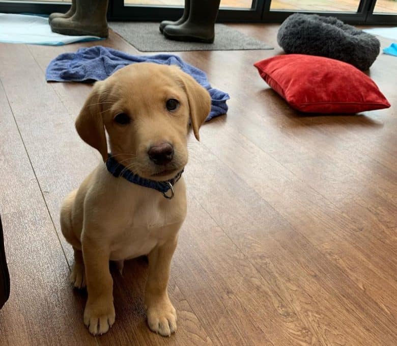 3-month-old Labrador puppy