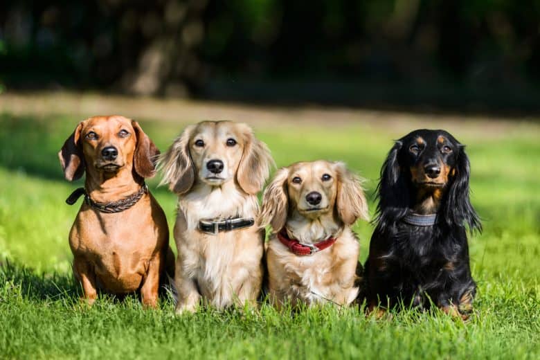 Four Sausage dogs with different colors