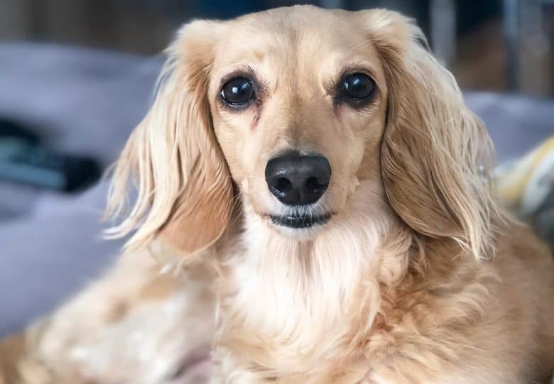 a Longhair Dachshund comfortably laying on a couch