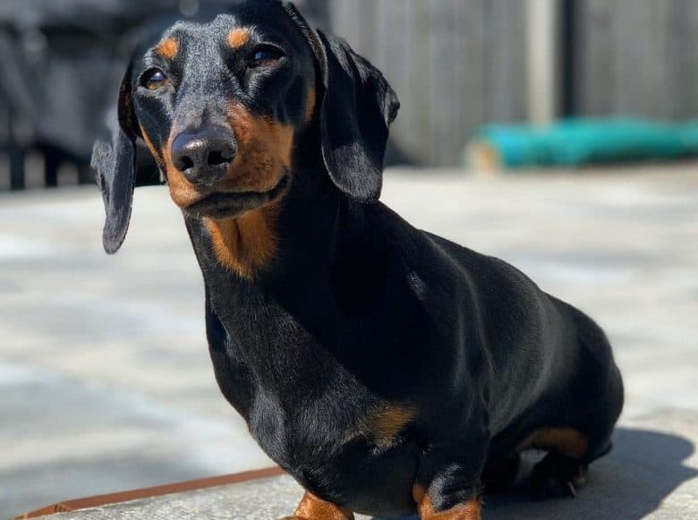 a Black and Tan Dachshund sitting under the sun