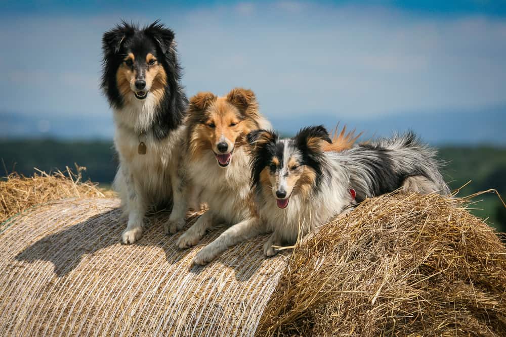 3 tri-color Shetland Sheepdog smiling