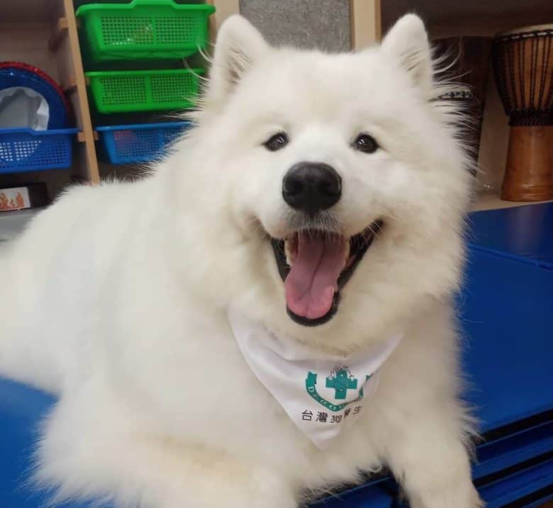 Happy Samoyed dog wearing bandana