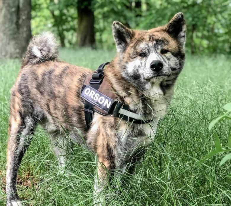 Brindle Akita roaming in the bushes
