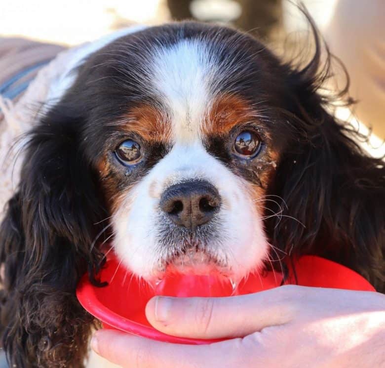 King Charles Cavalier dog drinking water