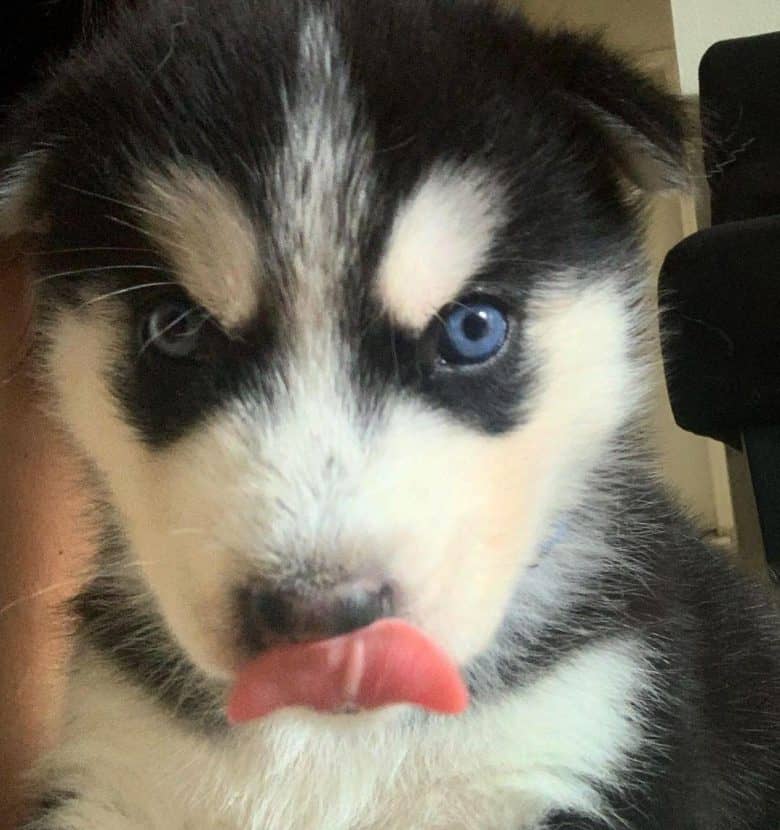 4 weeks old Siberian Husky