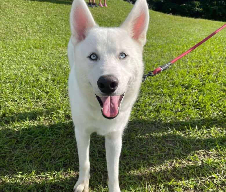 Beautiful Siberian Husky portrait