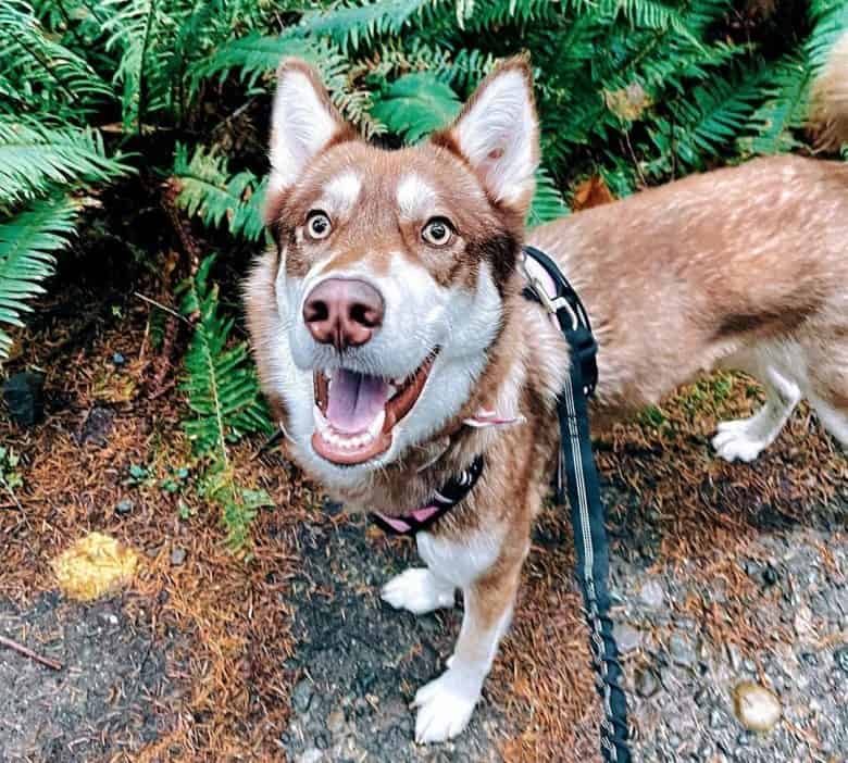 Happy Siberian Husky on a weekend day out