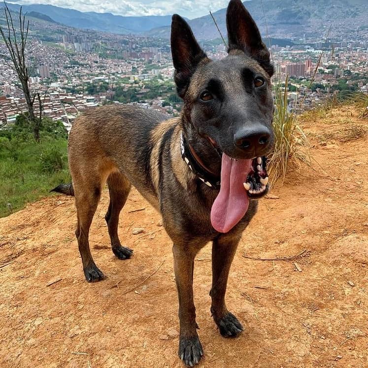 A Belgian Malinois standing