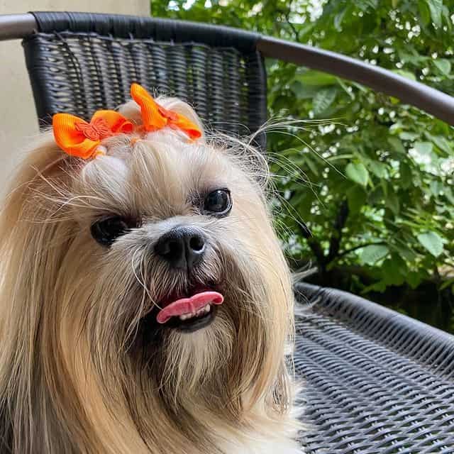 A Lhasa Apso dog wearing two orange ribbons