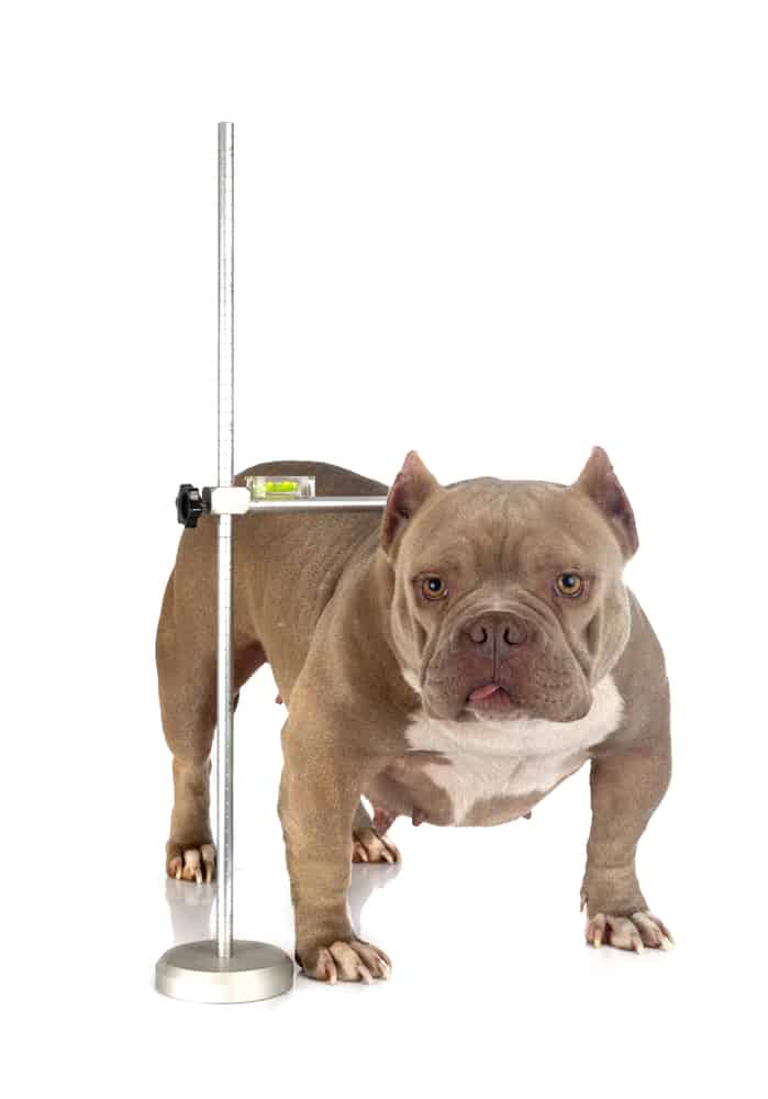 An American Bully whose height being measured
