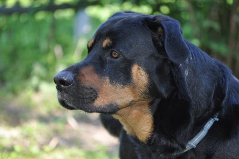 A close-up image of a Black and Tan Rottweiler