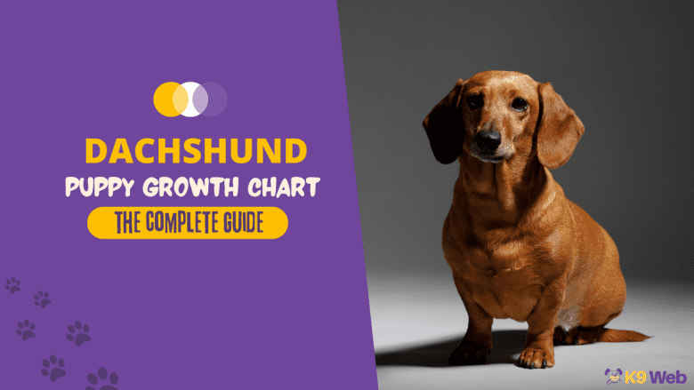 Dachshund Growth Chart Guide