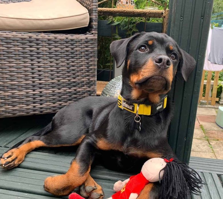 A four-month-old Rottweiler puppy