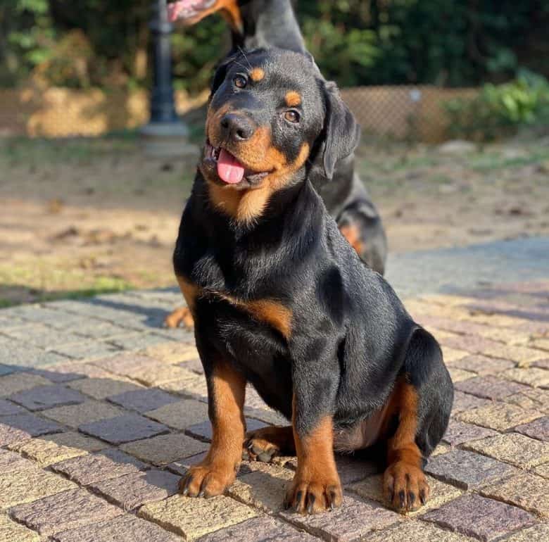A three-month-old Rottweiler puppy