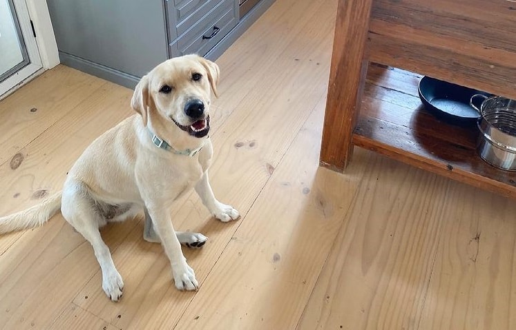 A Golden Retriever Labrador Retriever Mix in a kitchen