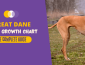 Great Dane Growth and Weight Chart (Male & Female) – Your Complete Guide