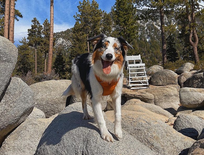 A Standard Australian Shepherd