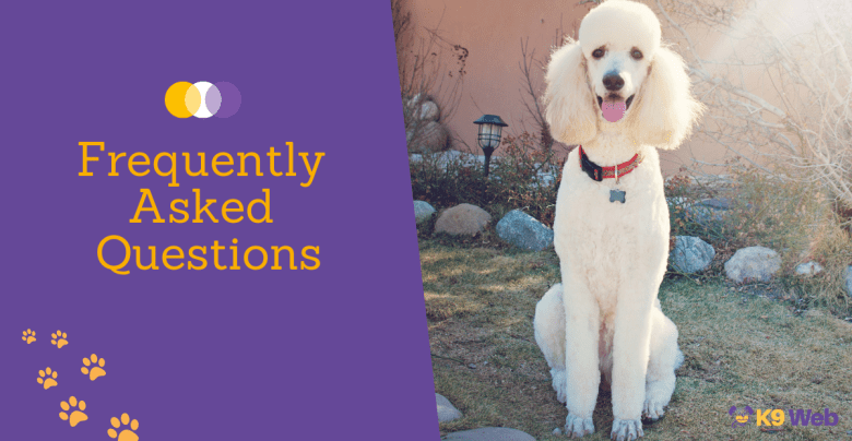 FAQs about Standard Poodle's Growth