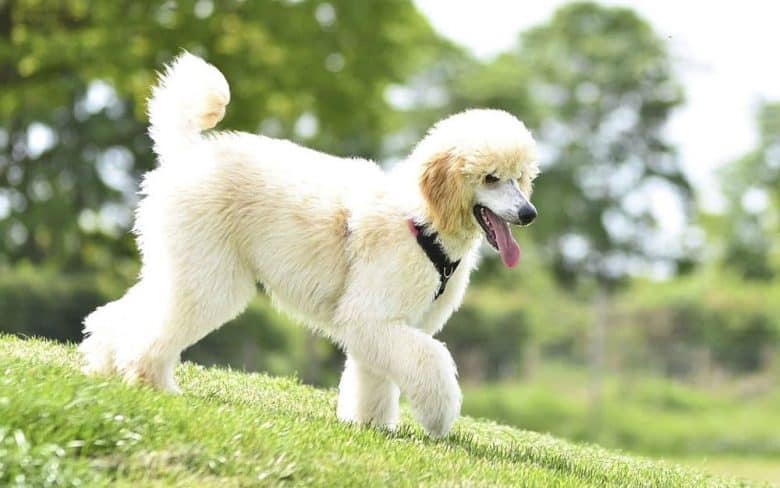 A Standard Poodle walking calmly