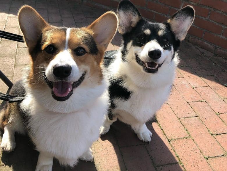 Two Corgis with white markings