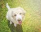 Great Pyrenees Growth and Weight Chart (Male & Female) – The Complete Guide