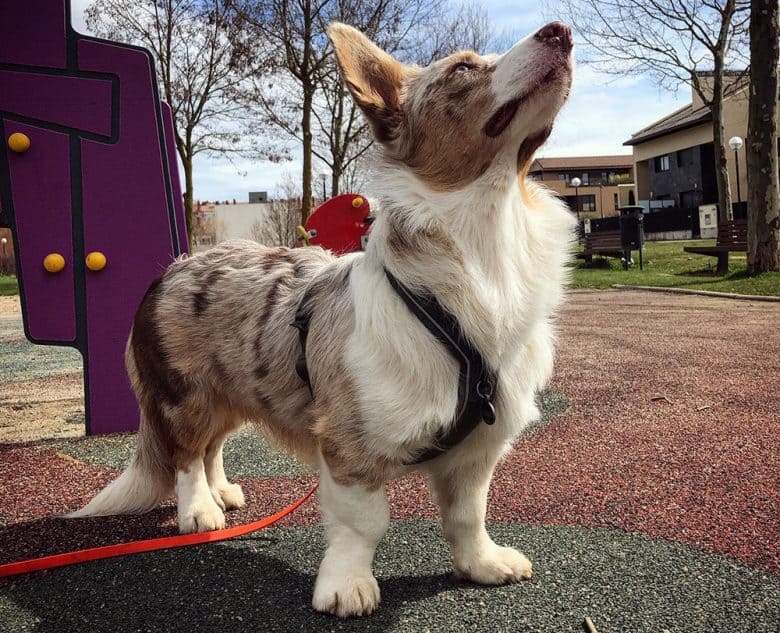 A red merle Corgi looking up