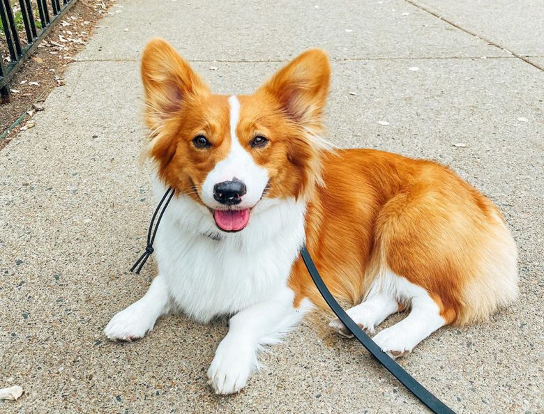 A red Pembroke Welsh Corgi dog