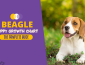 Beagle Growth and Weight Chart (Male & Female)