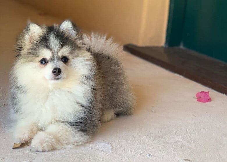 Fluffy Teacup Pomsky dog staying indoor