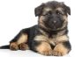 German Shepherd Growth and Weight Chart: When Do GSDs Stop Growing?